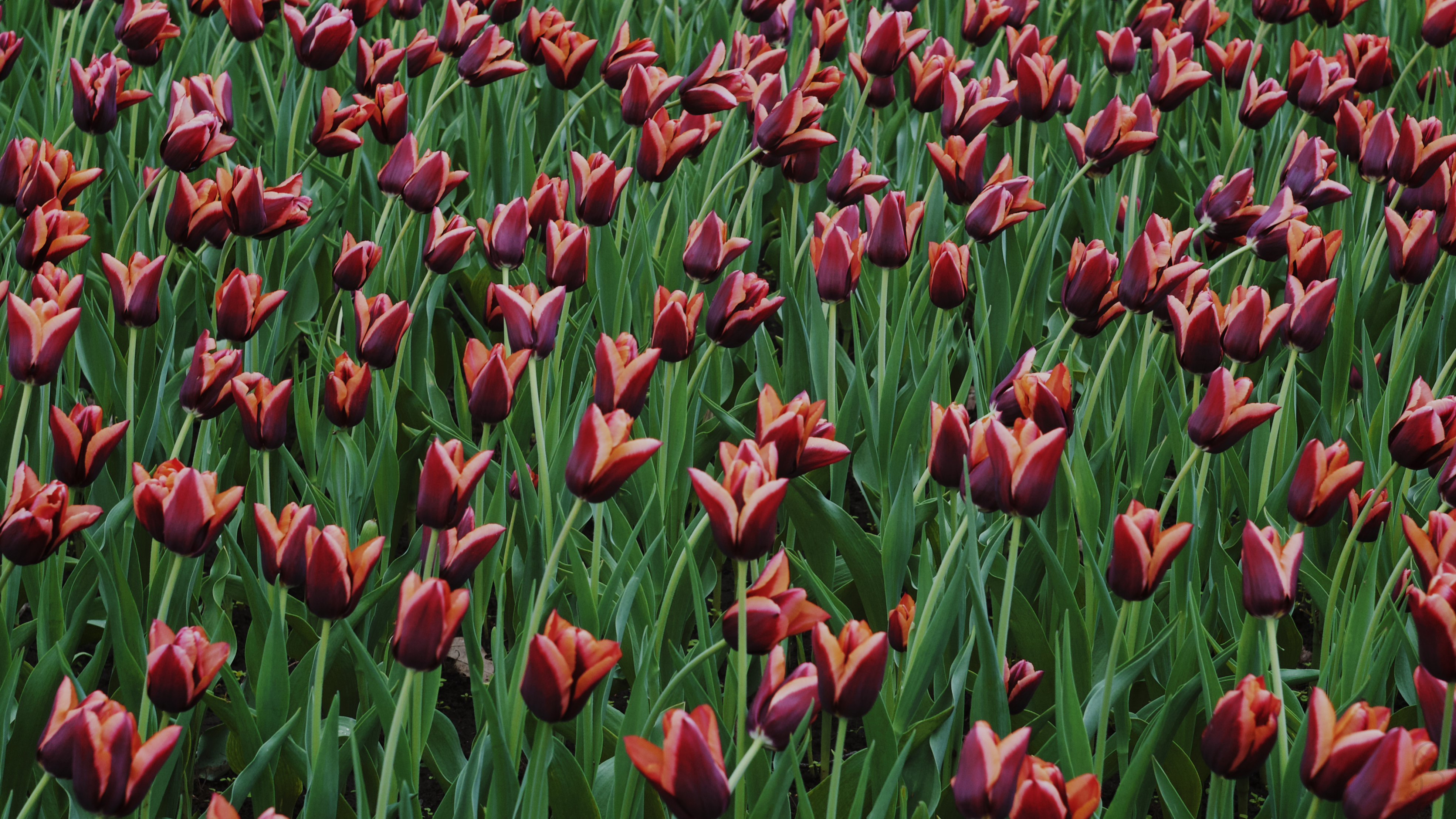 An image of A high contrast photo of rare black tulips.
