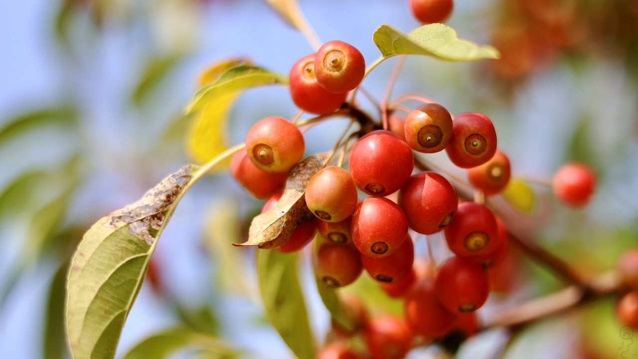 An image of A photograph of a bundle of cherries with a very shallow depth of field with leaves and a blue sky