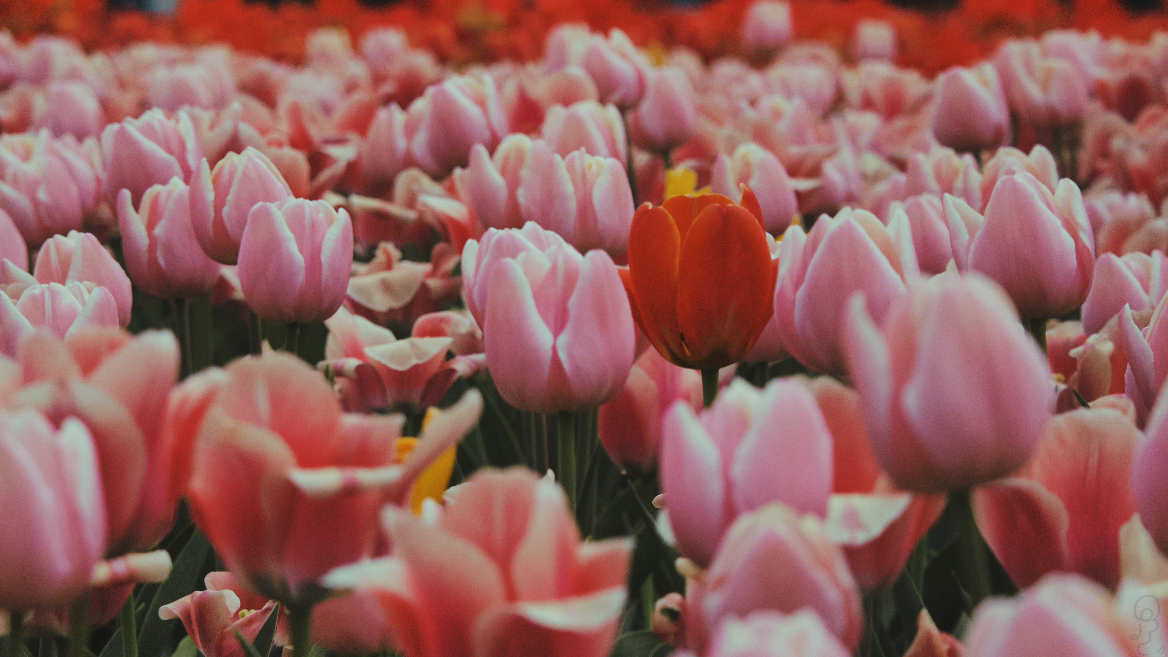 An image of A field of pink tulips at a very wide aperture.