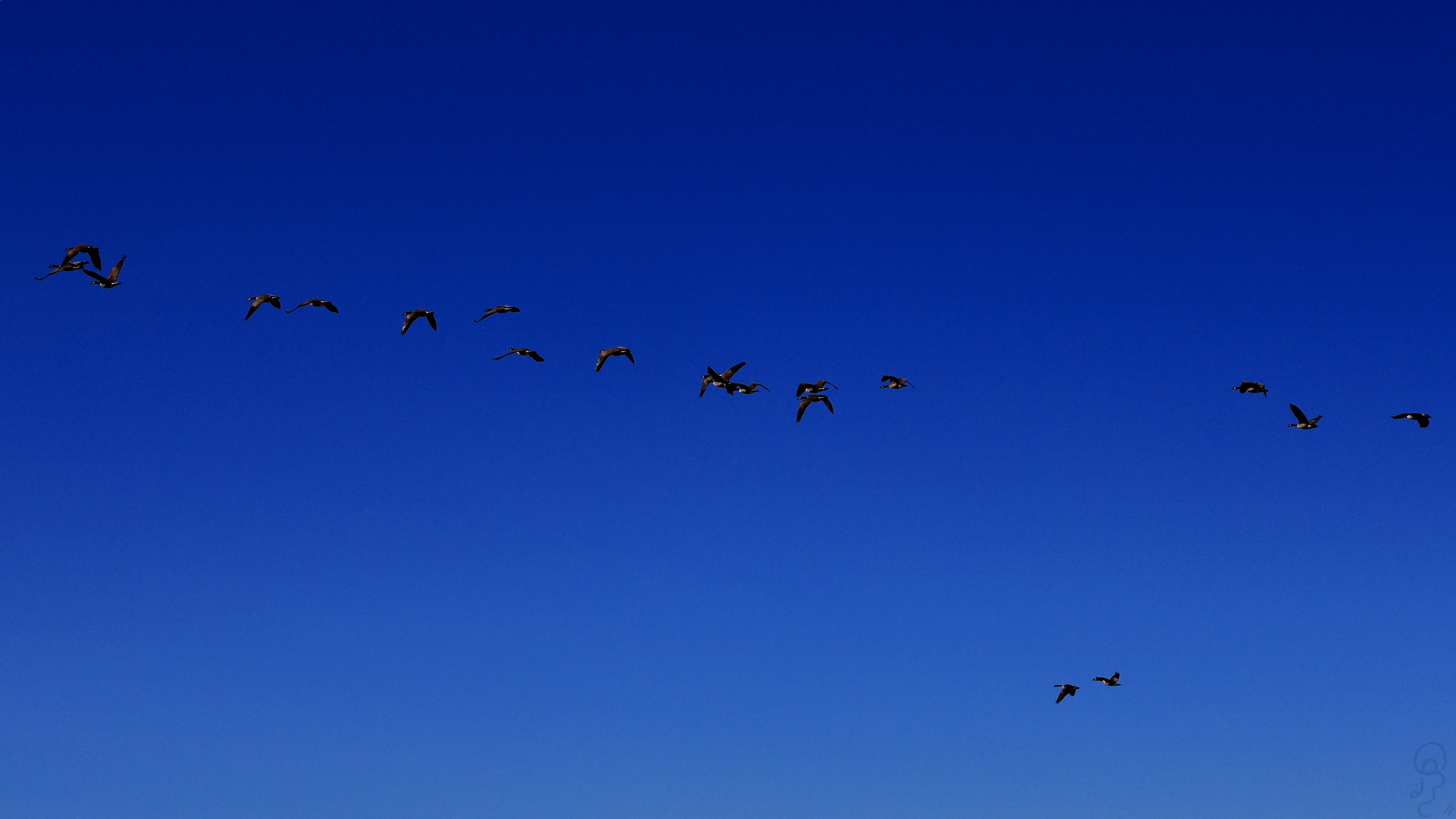 An image of A flock of geese migrating south for the winter on a blue sky
