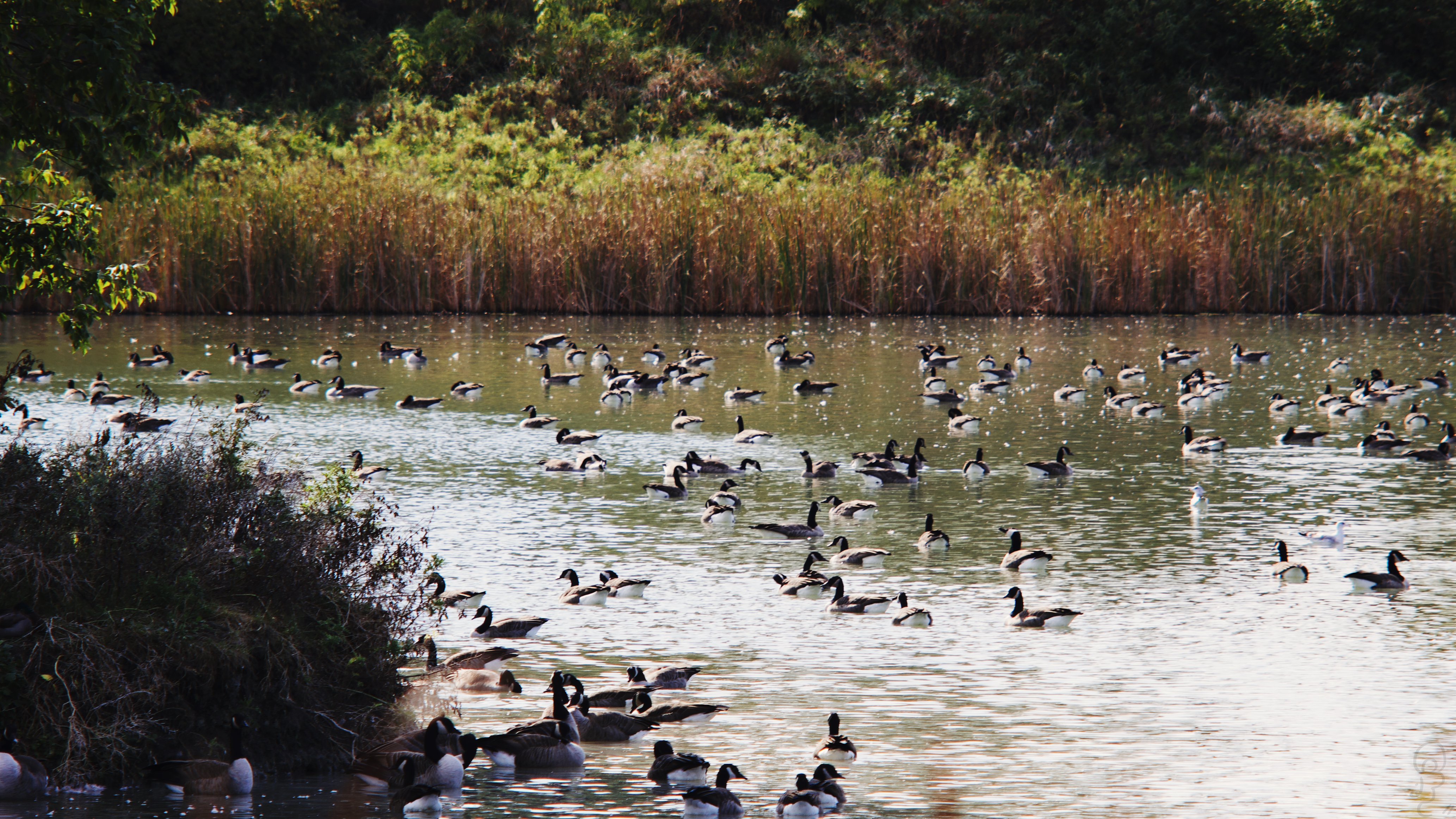 An image of A pond with a bunch of geese and ducks in it.