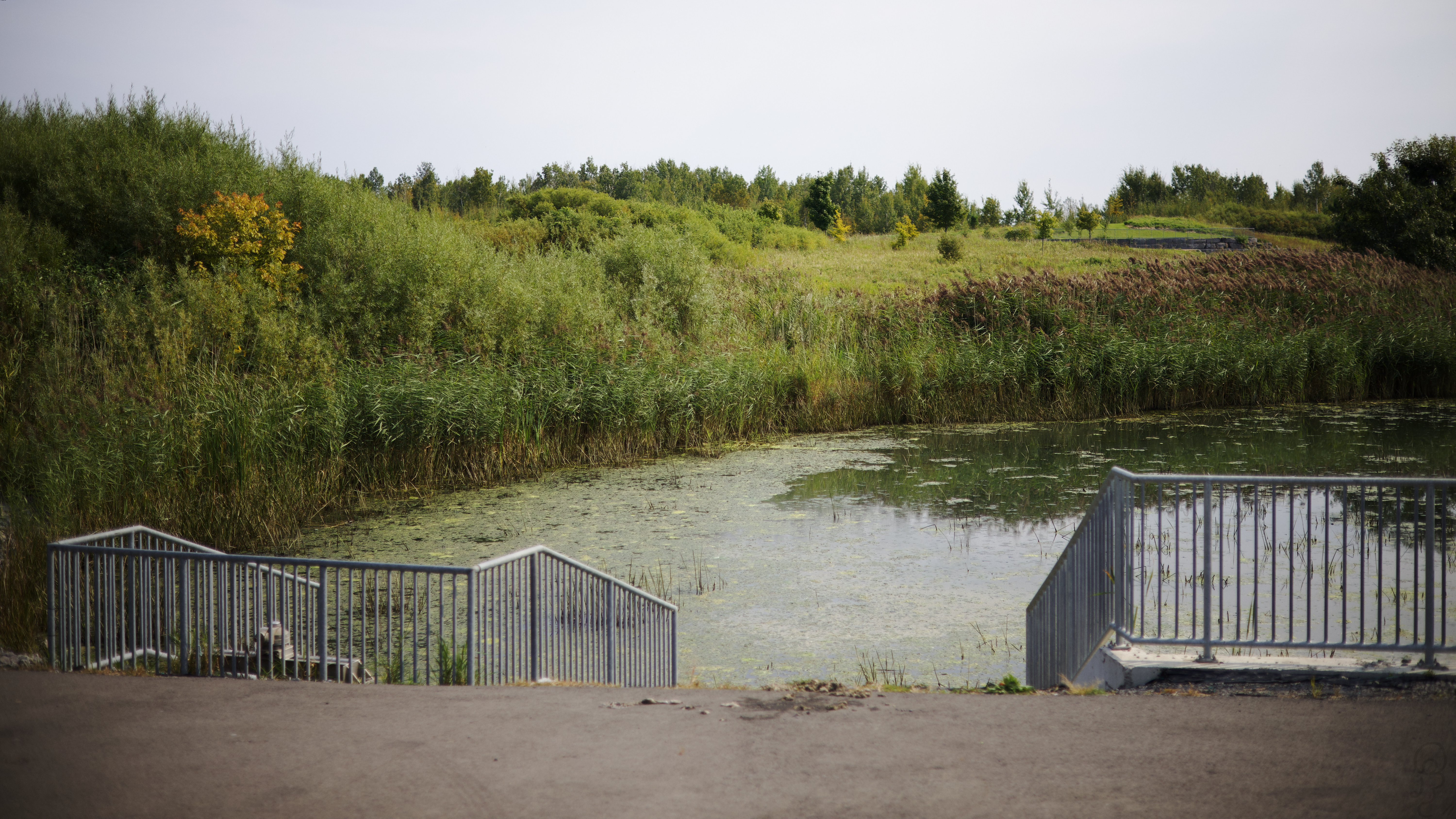 An image of A scene of greenery and lush around a pond. A metal grating is near centre frame.