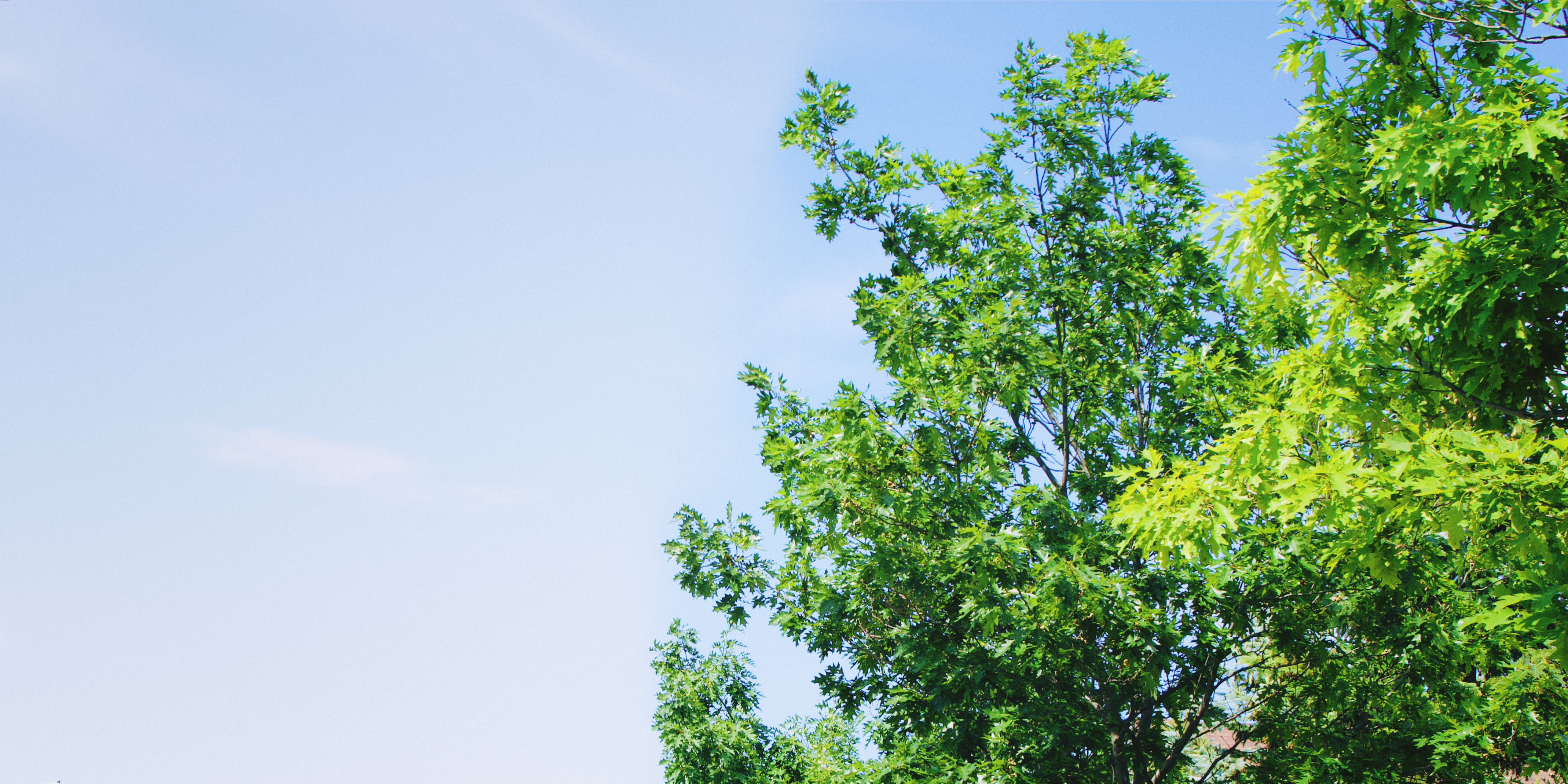 An image of A film-emulated picture of a the sky on one side, and treetops on the other. There is heavy saturation and a slight hint of film grain.