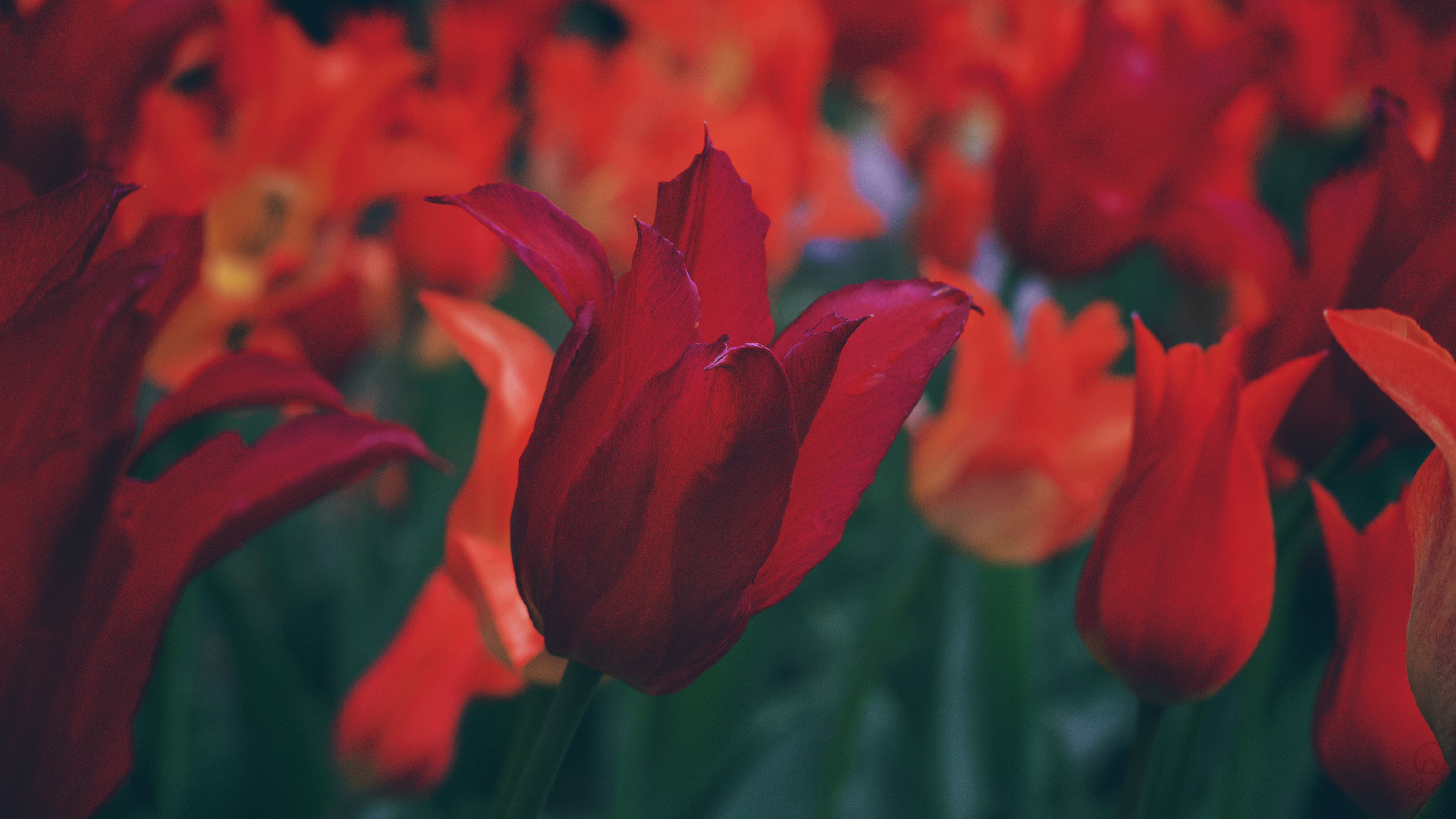 An image of A color-graded photo of an unusual red tulip