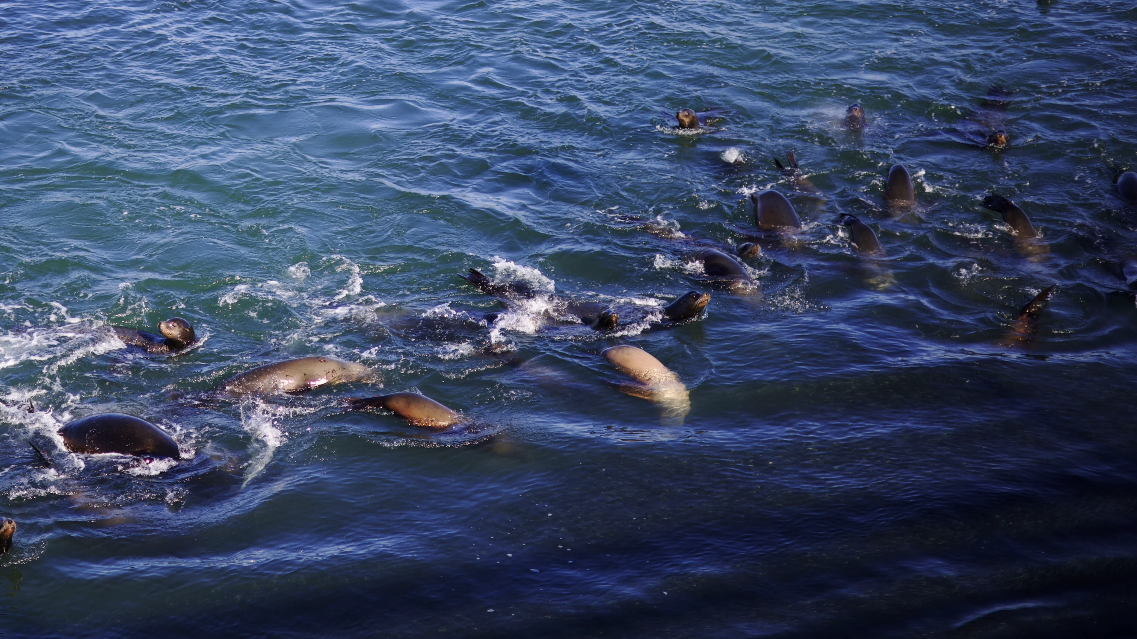 Seals piled on a rock at Santa Cruz