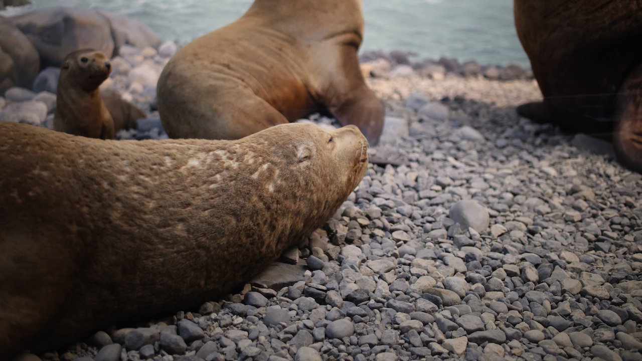 An image of A sea lion sleeping peacefully on a rocky beach while other sea lions lounge in the background near the water