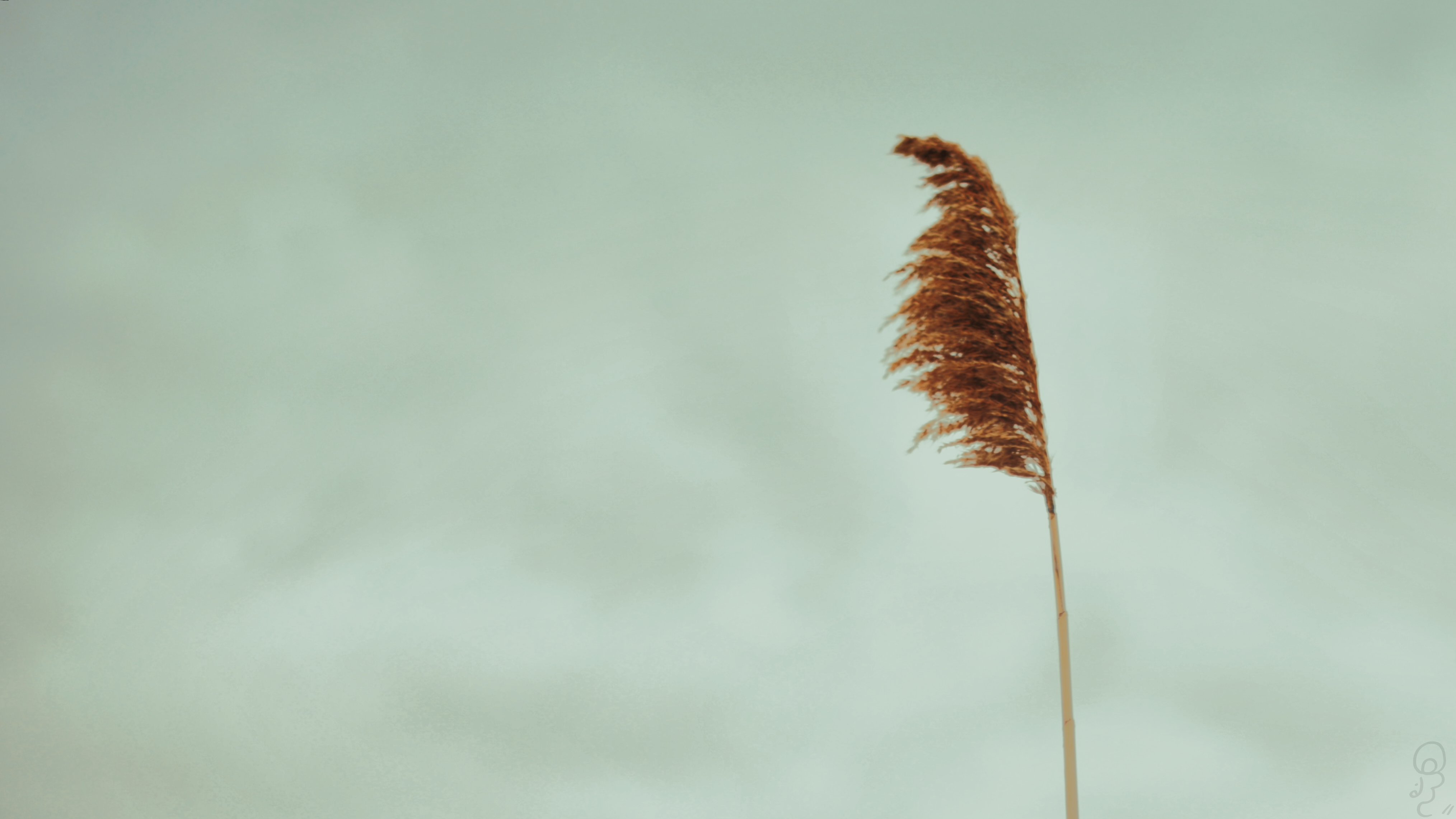 An image of A photo of a local wild grain plant on a blue sky