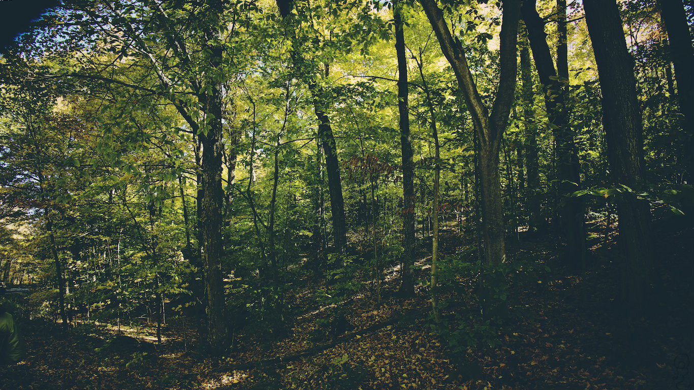 An image of A color-graded photo of a forest in Gatineau Park, the wildlife looks green and lush