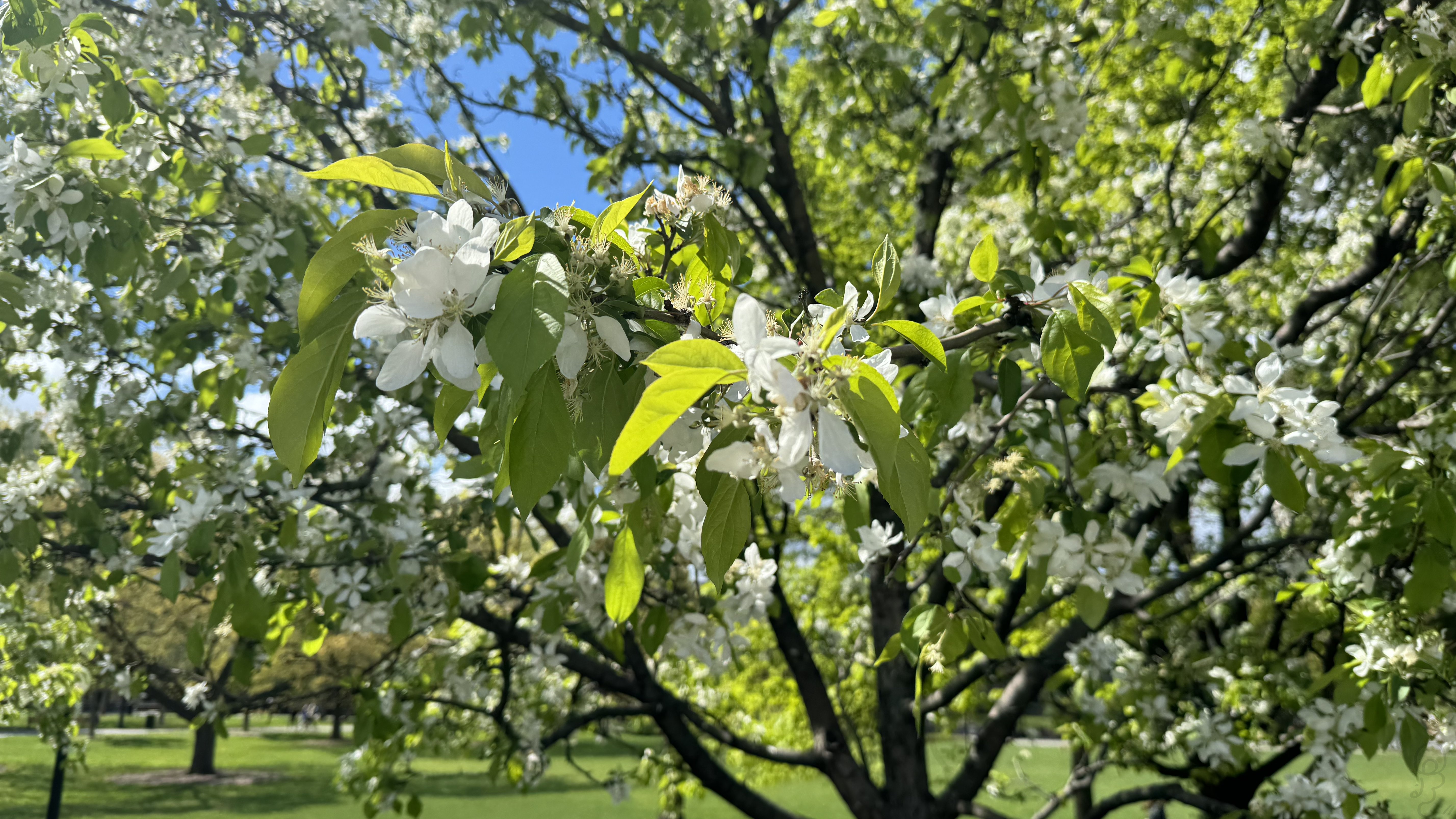 An image of A tree flowering with lovely white flowers