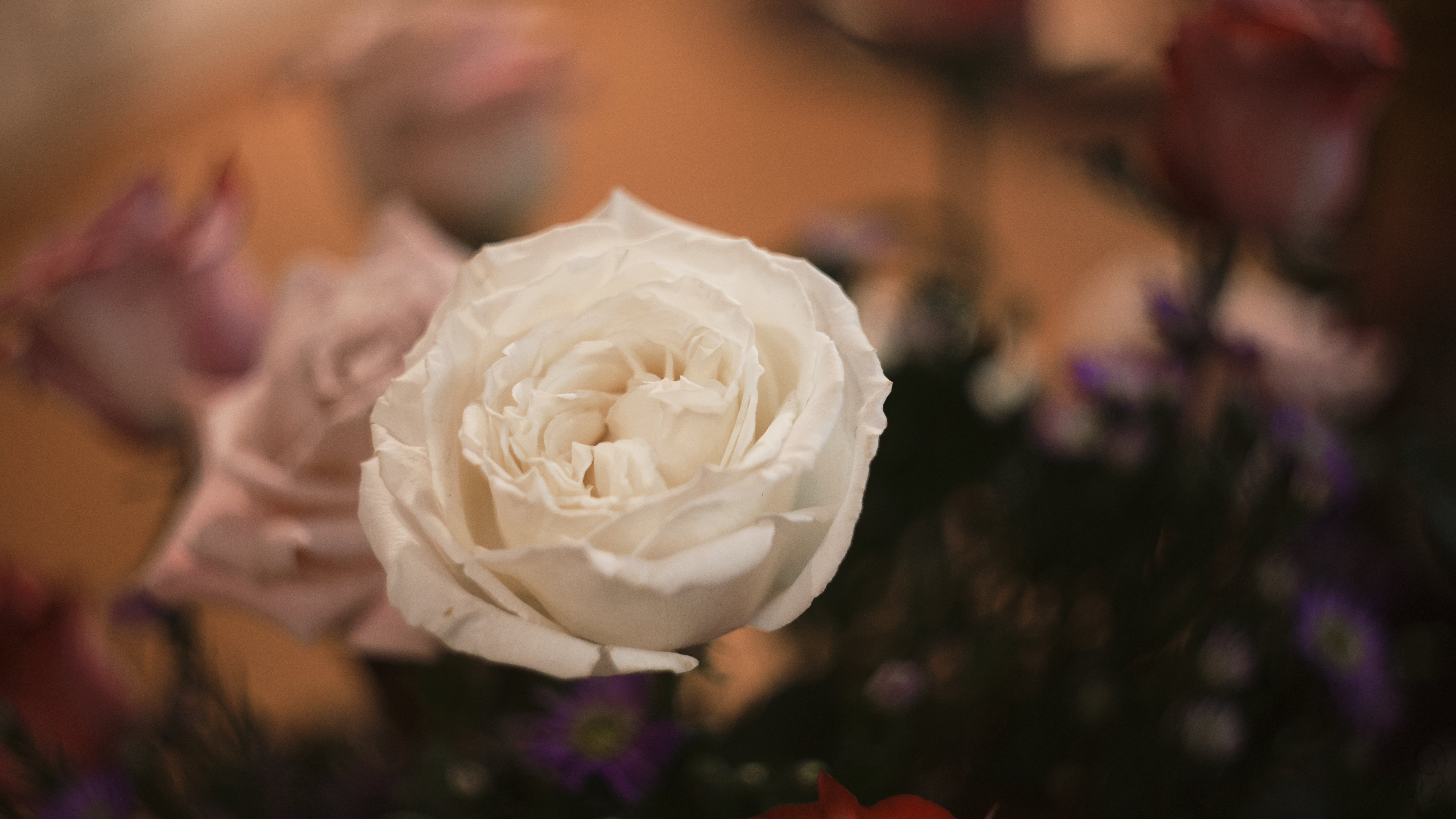 An image of A white rose on an orange backdrop.