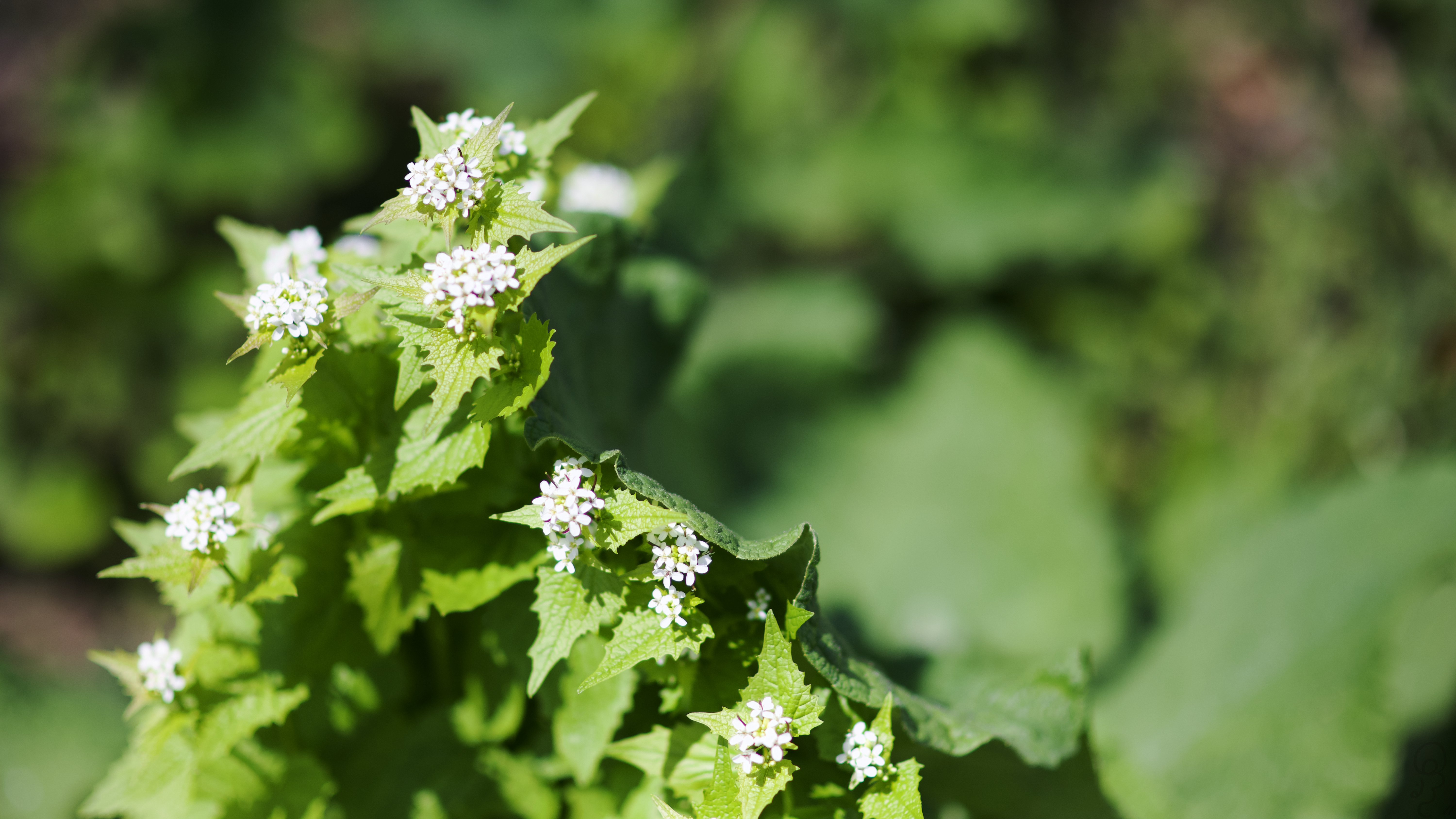 An image of A photo of a bush with tiny white flowers.