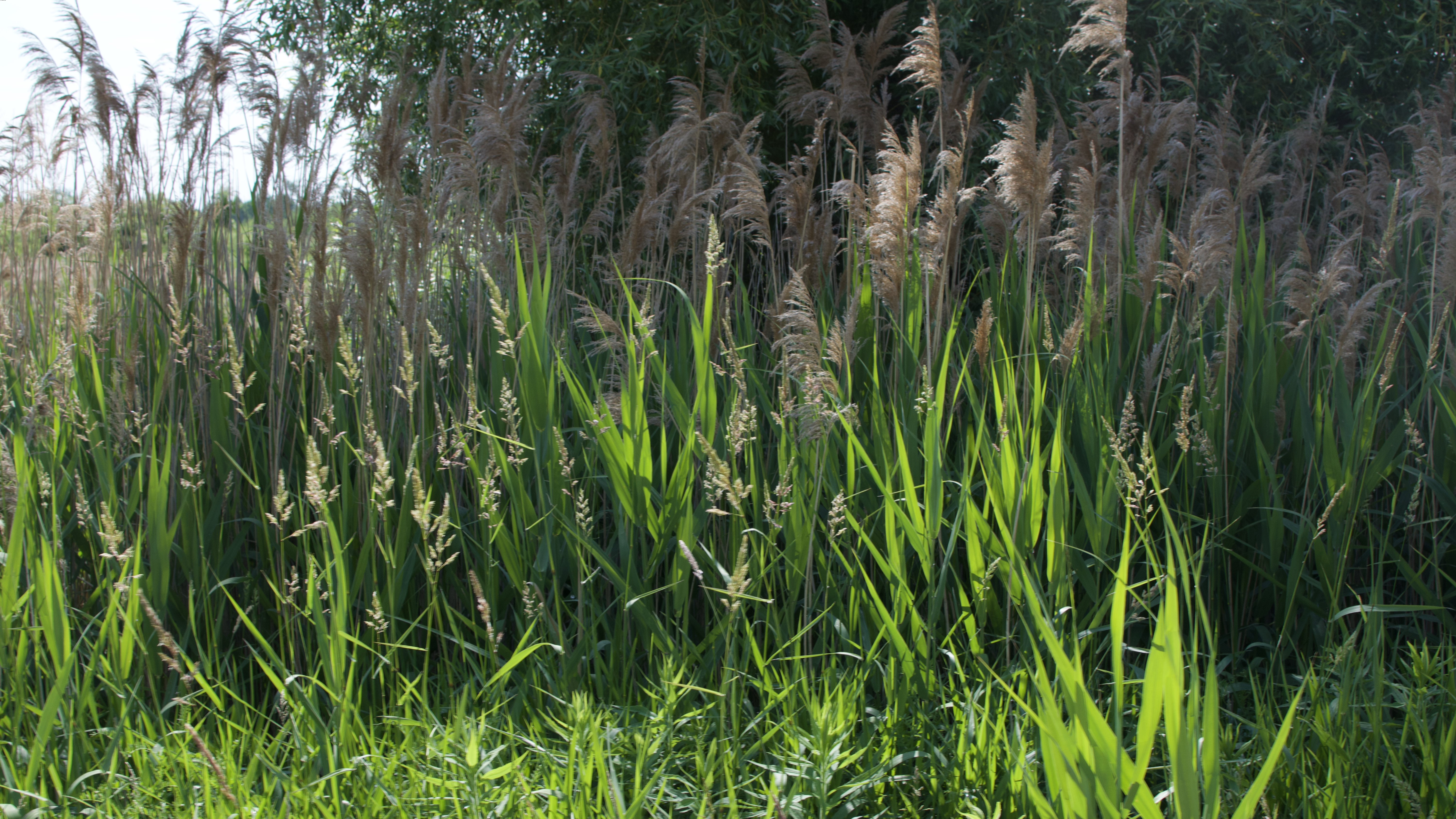 An image of Wild grass ready to seed so that its next generation can repeat the cycle