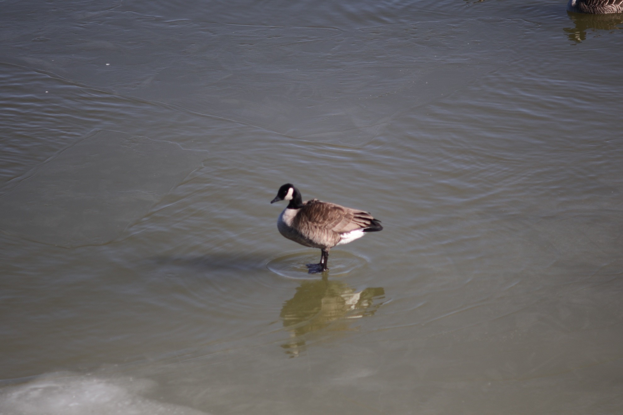 A Canada goose seemingly standing on top of the water. Shot with an EOS R10 and a Super-Multi-Coated Takumar 135mm f/3.5.